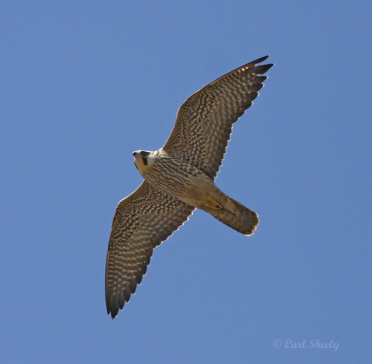 PeregrineFalcon5359.jpg