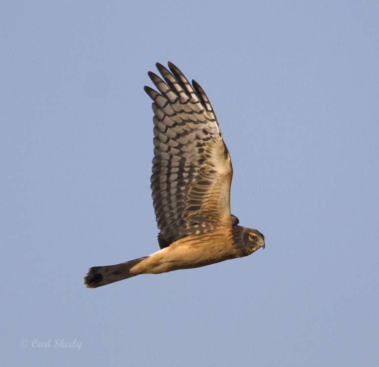 Northern Harrier-juv-2.jpg
