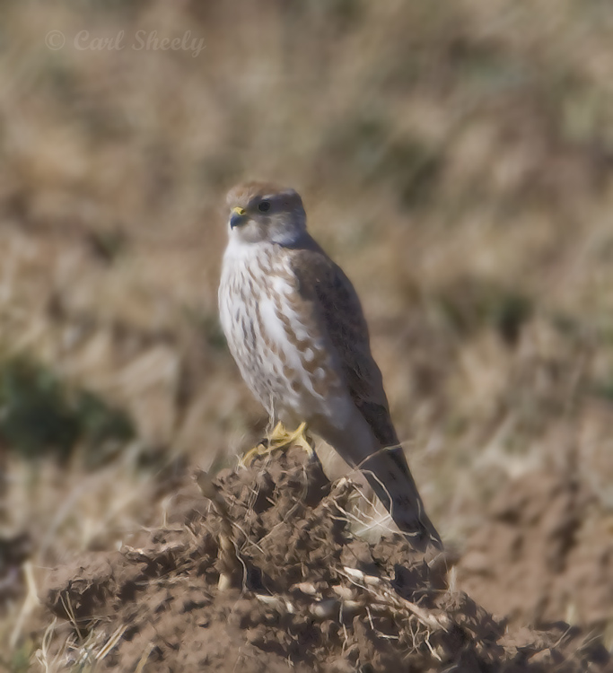 Merlin-1.jpg
