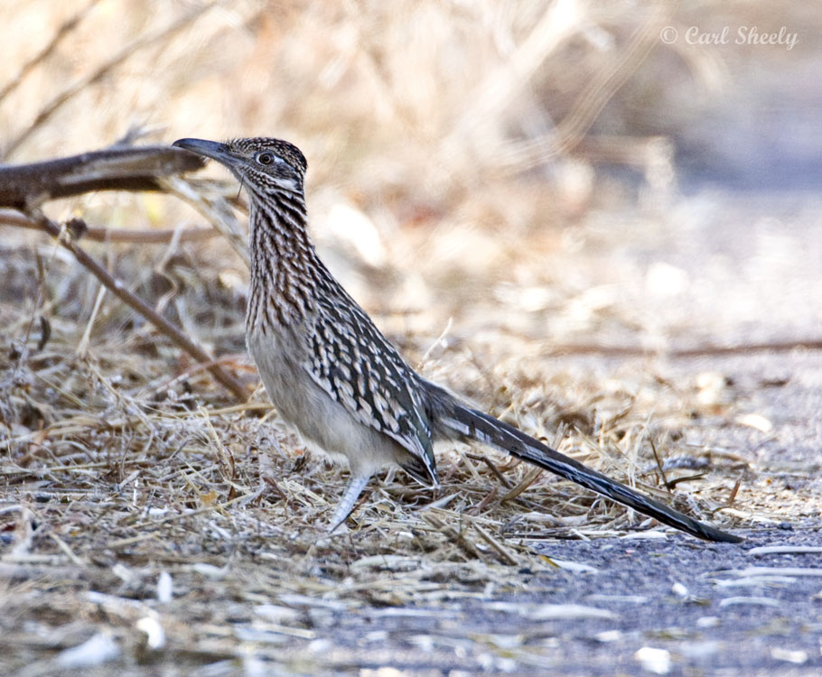 Roadrunner-2.jpg