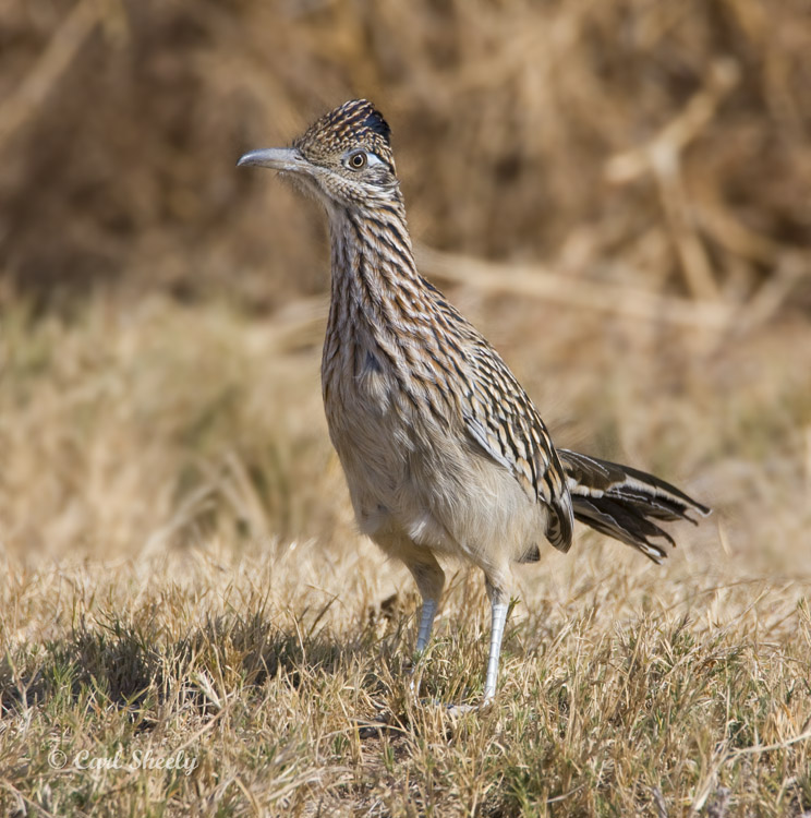 Roadrunner-3.jpg