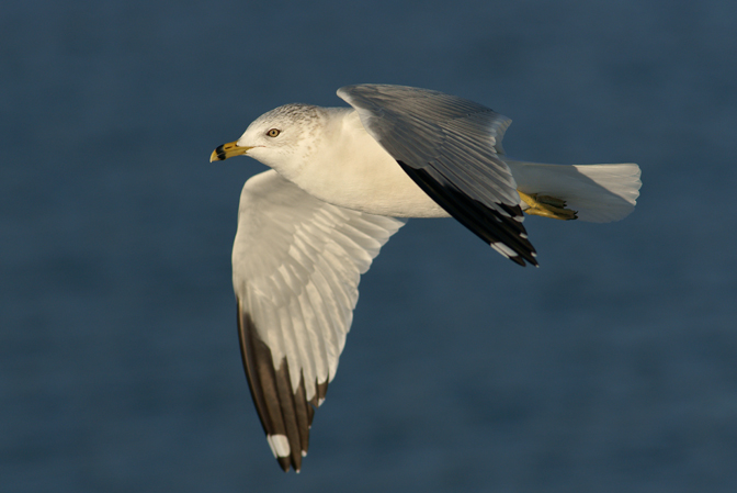 Fly-by