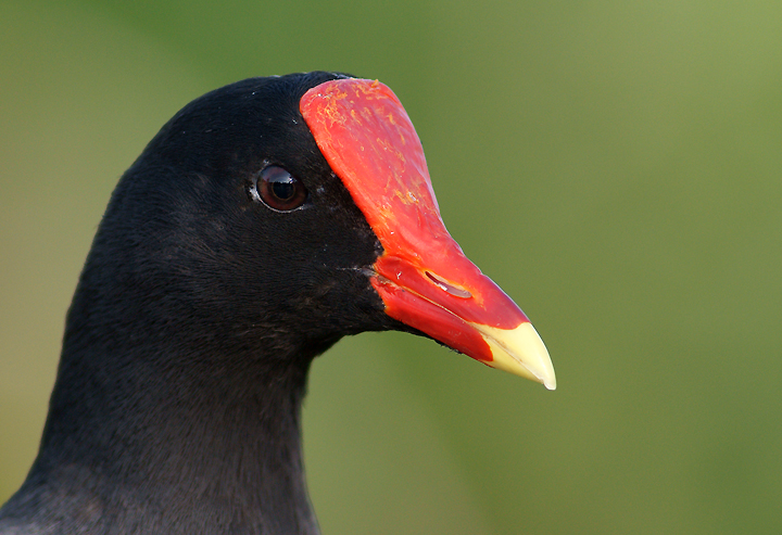 Portrait of a Gallinule