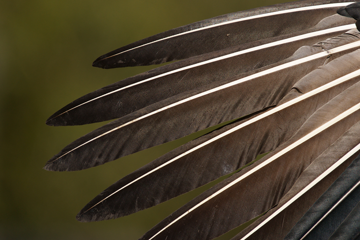 Wingtip