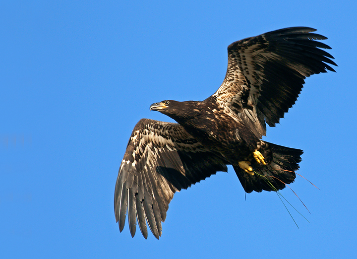 Fledged!