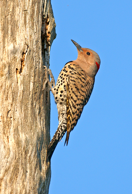Northern Flicker