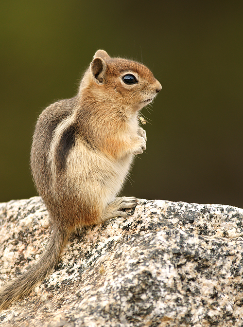 Golden-mantled Ground Squirrel II