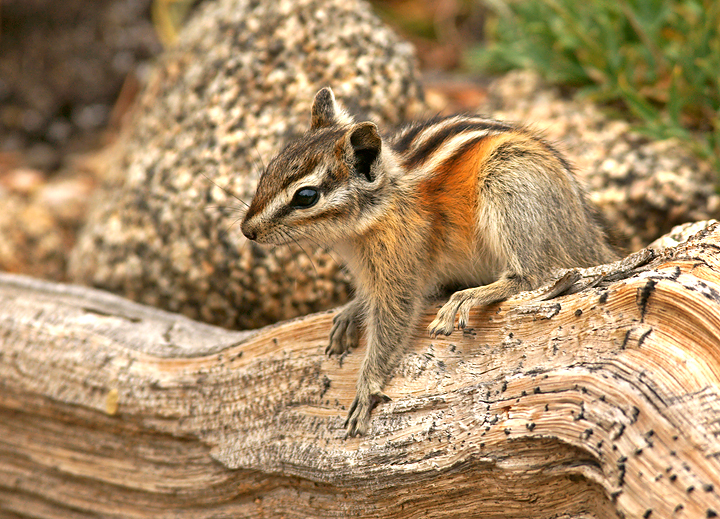 Least Chipmunk III
