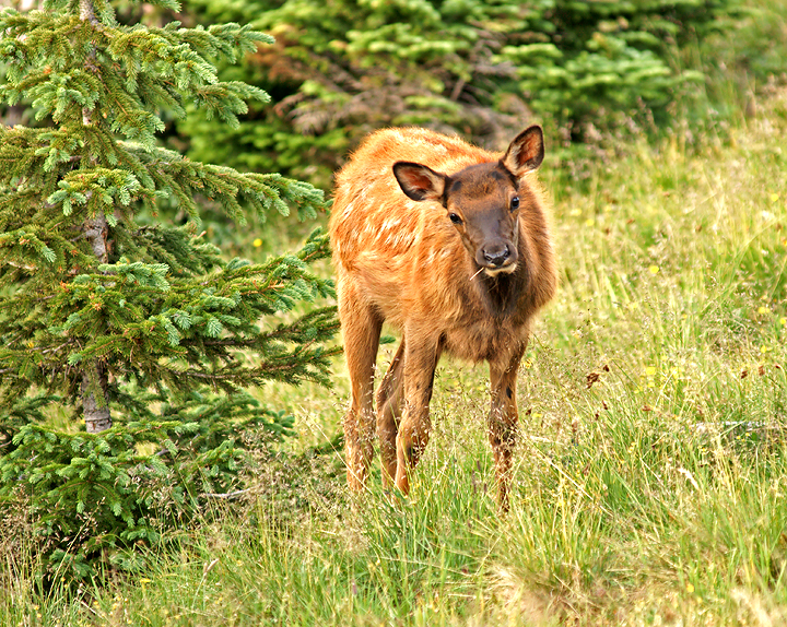 Elk calf, aka Bambi