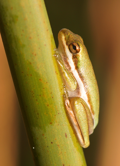 Green Tree Frog