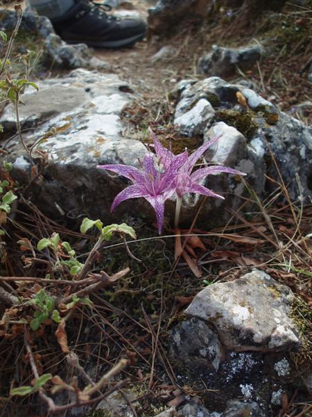 Autumn crocus beside the footpath