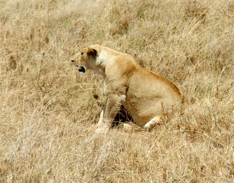 Tired lion takes a rest