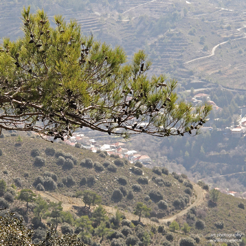 Cyprus february 2011, Troodos mountains #3