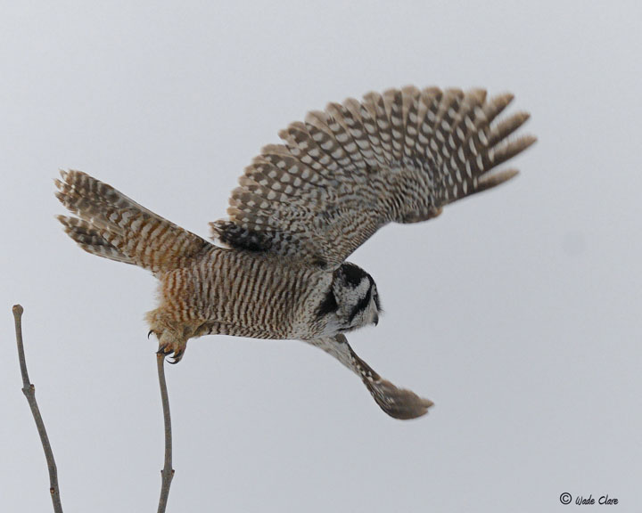 Northern Hawk Owl