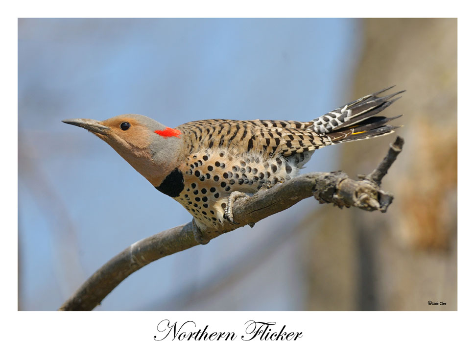 Northern Flicker