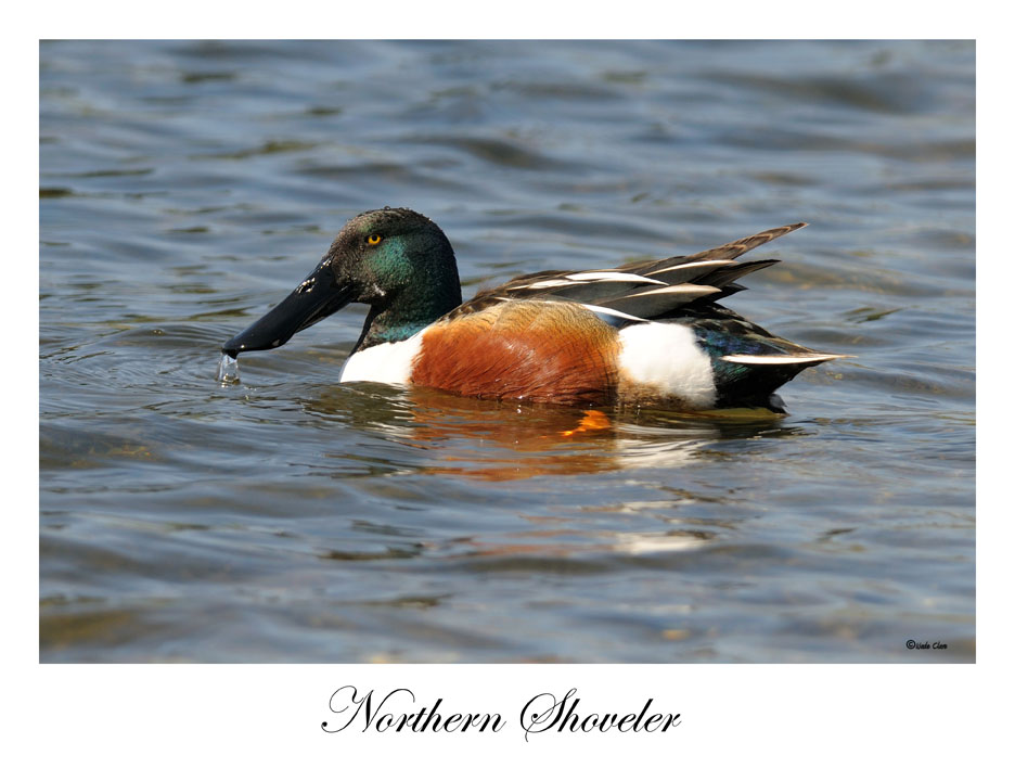 Northern Shoveler