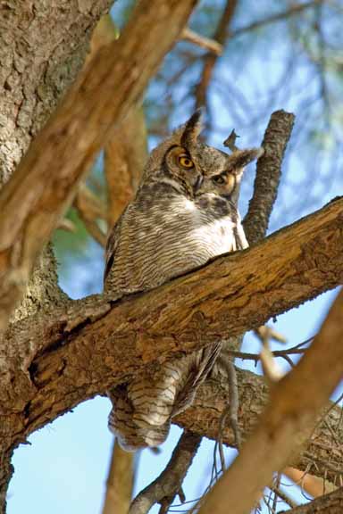 Great Horned Owl