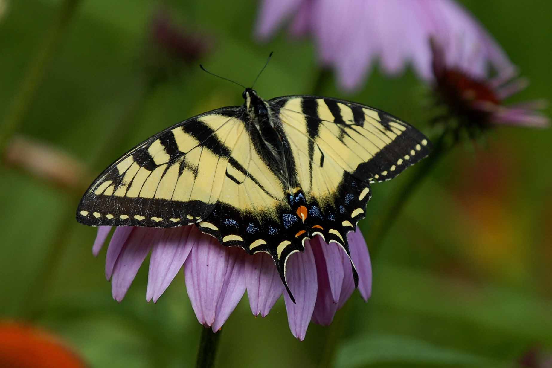 Tiger Swallowtail