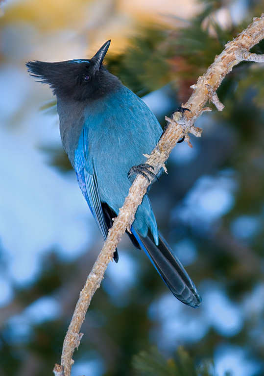 DSC_0732a.jpg