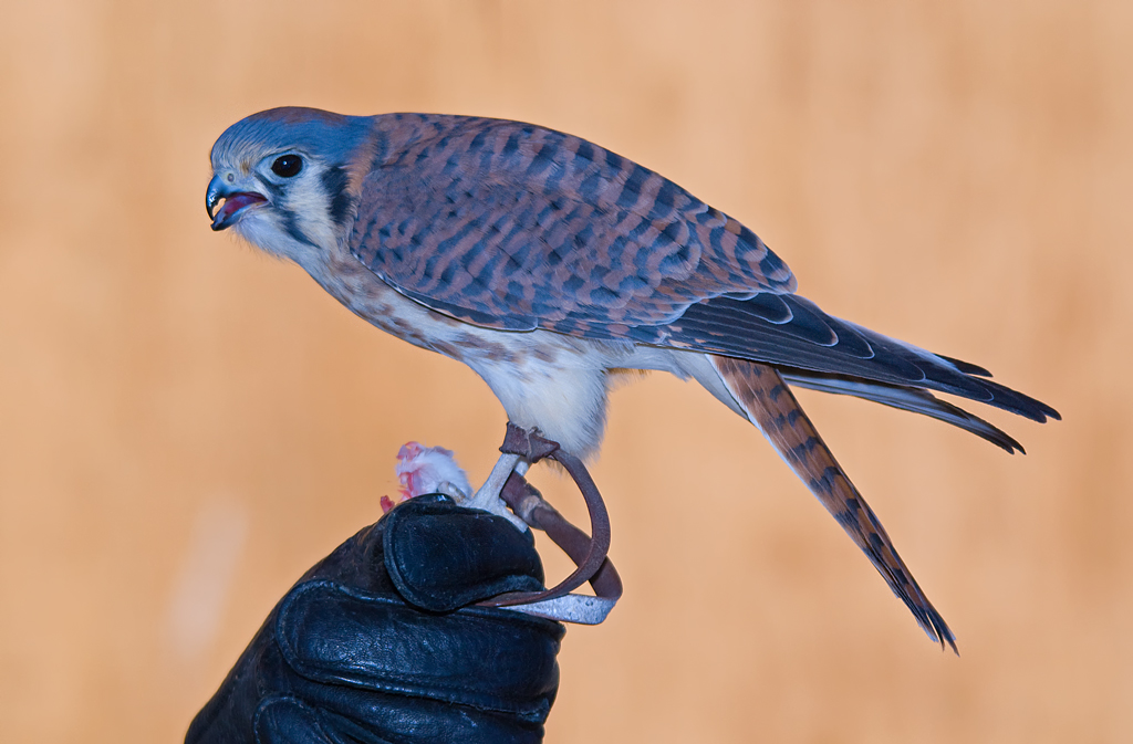 DSC_1071a.jpg