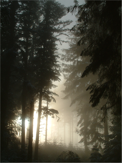 foret