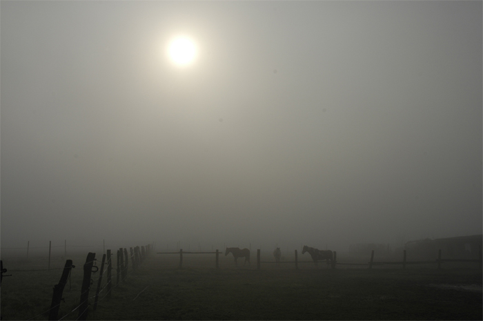 chevaux