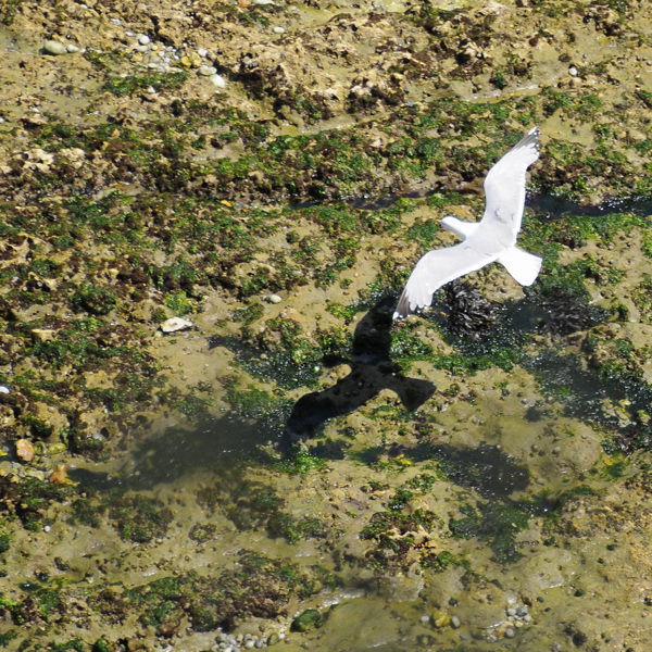 Normandie_08 1016