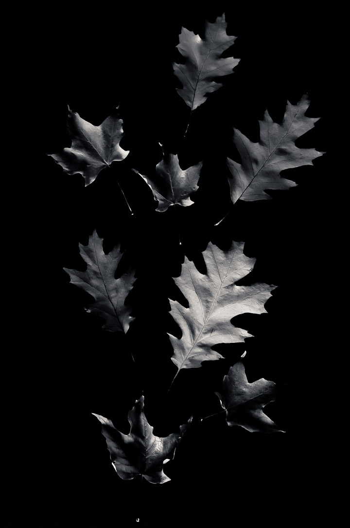 Cest lautomne, elles tombent. / Its Fall, they fall.