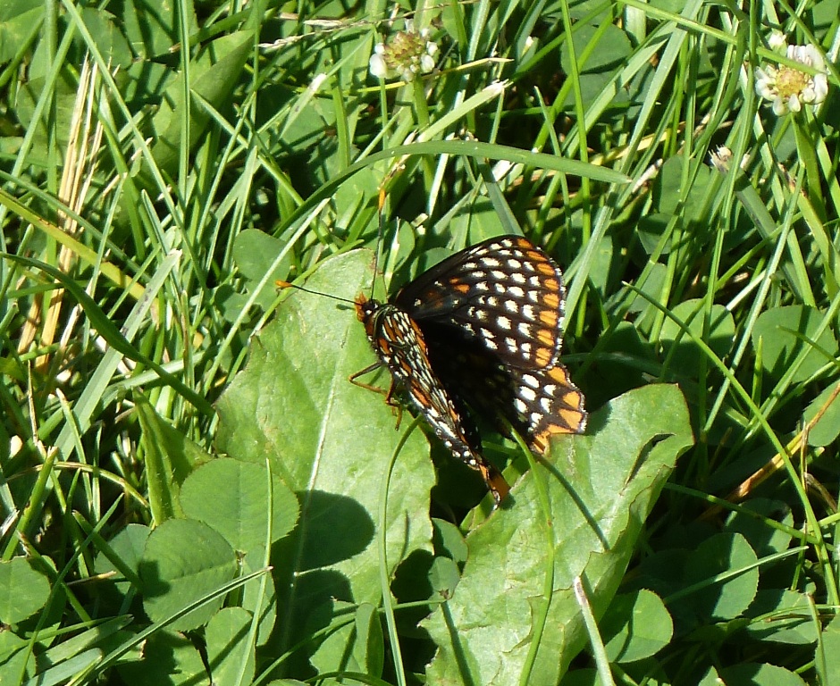 Baltimore checkerspot - Cherokee Marsh - Madison, WI - 2011-06-26