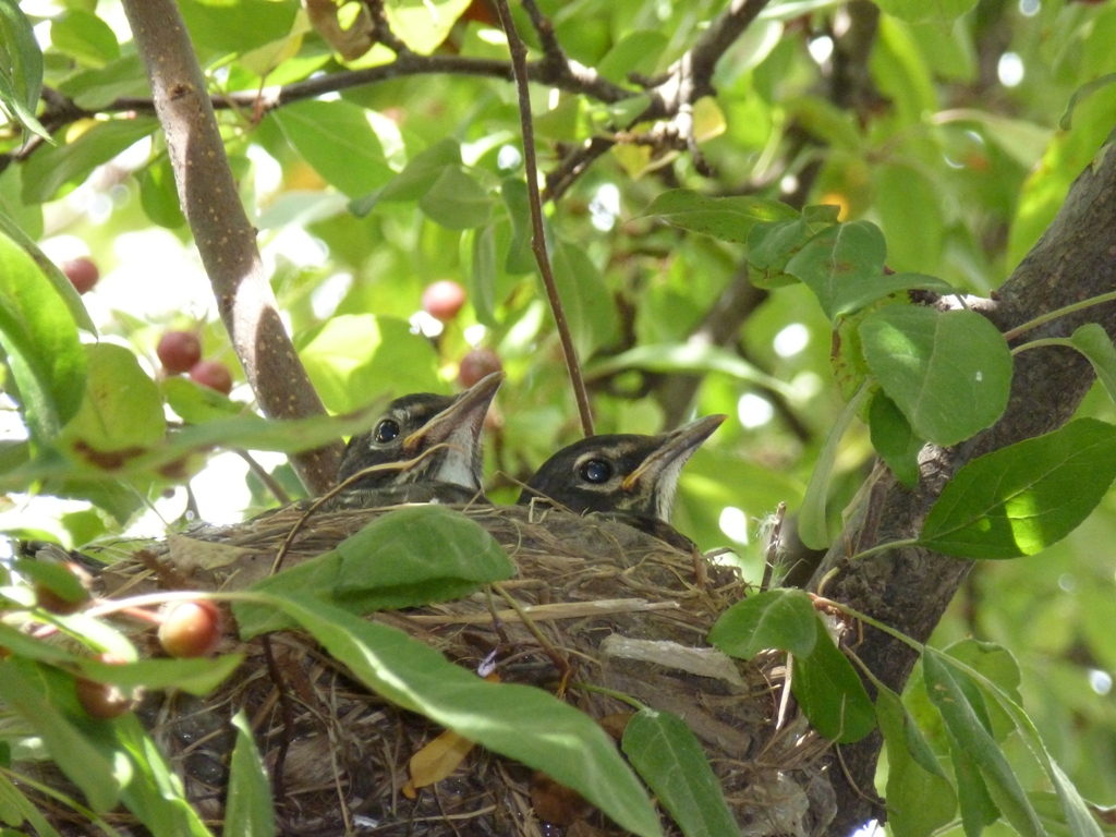 Robin babies in nest - Fitchburg, WI - August 12,  2011 