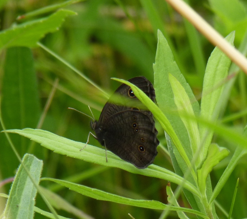 Common wood nymph -  Badger Prairie County Park, Verona, WI - July 3, 2011