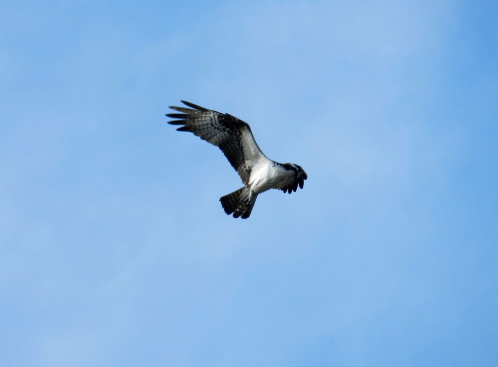 Osprey - Strickers Pond, Middleton, WI - April 2, 2012
