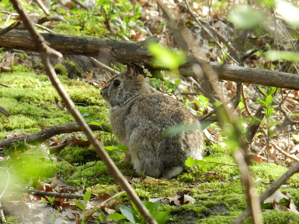 Rabbit - Strickers Pond, Middleton, WI - April 2, 2012