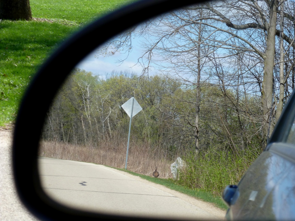 Wild turkey headed for cover - photo taken in the drivers side mirror of my car - UW Arboretum, Madison, WI - 2012-03-28
