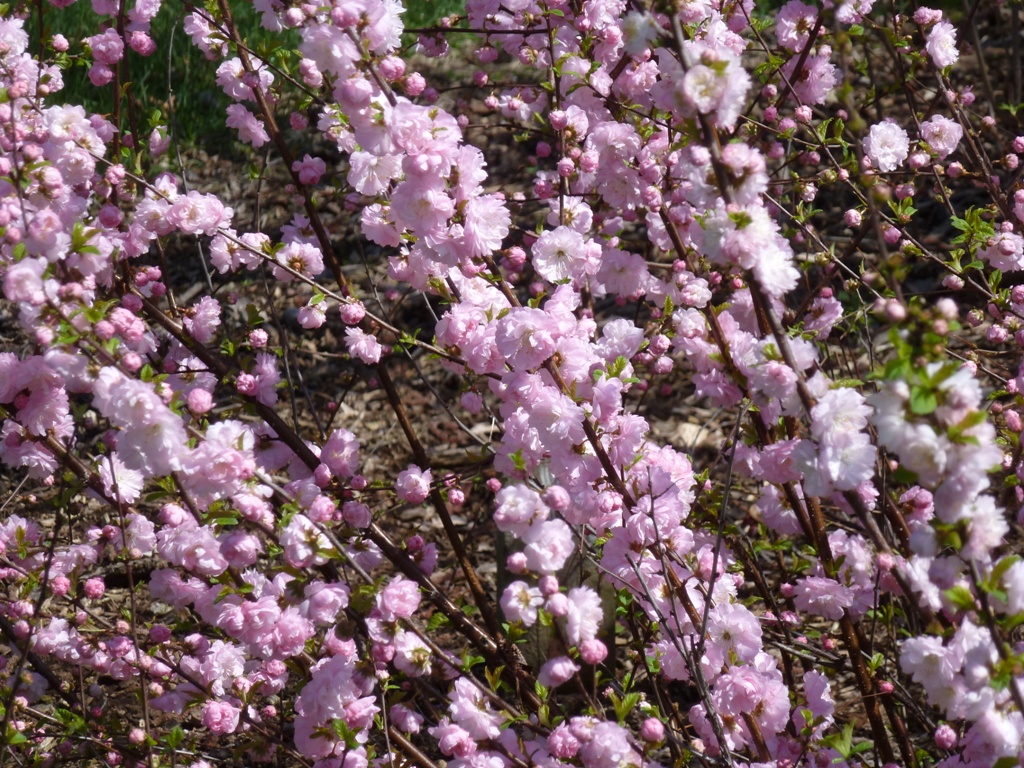 UW Arboretum, Longenecker Gardens, Madison, WI - March 28, 2012