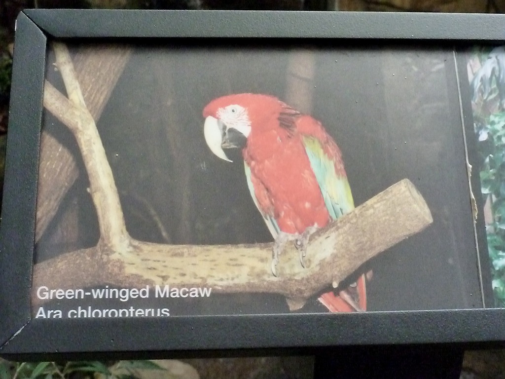 Green winged macaw - March 28, 2012 