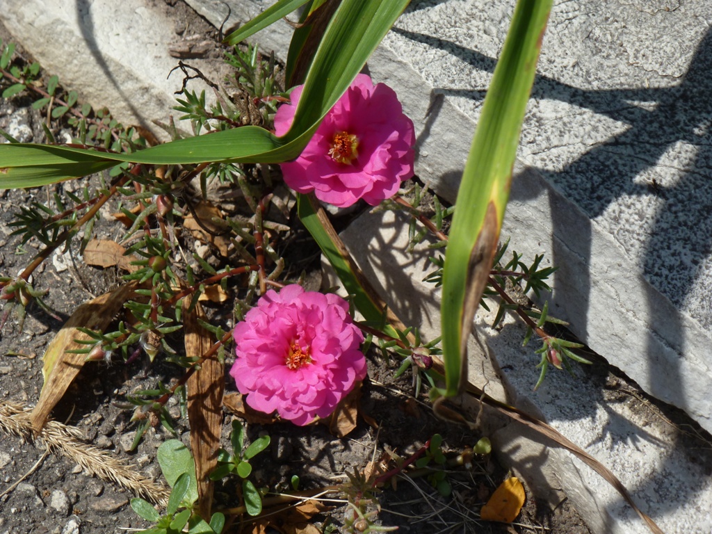 Moss rose - Fitchburg, WI