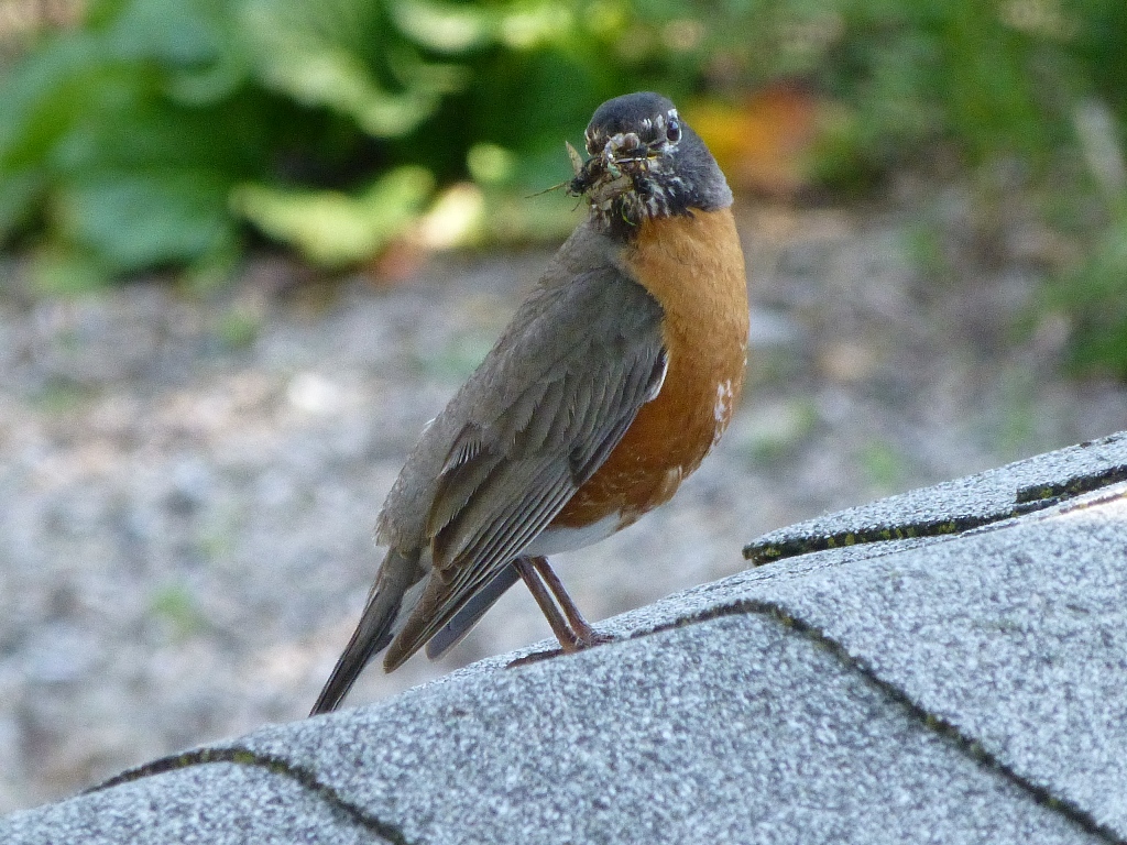 Robin with tasty treat - Fitchburg, WI - June 10, 2012