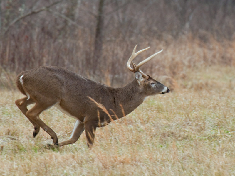 JPG CaS Buck On The Run-2603.jpg