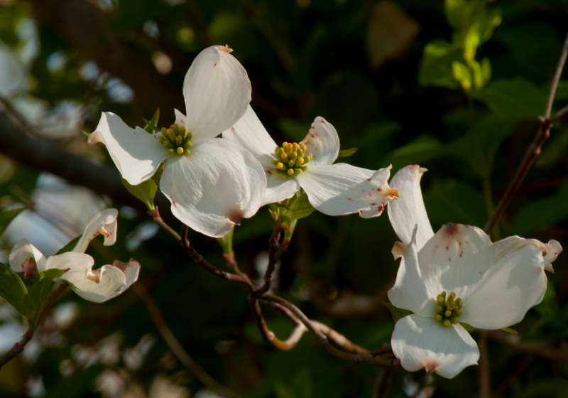 JPG CS 3 Dogwood-5597.jpg