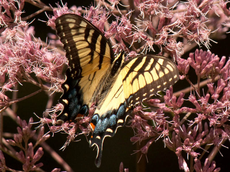 Butterfly Pye