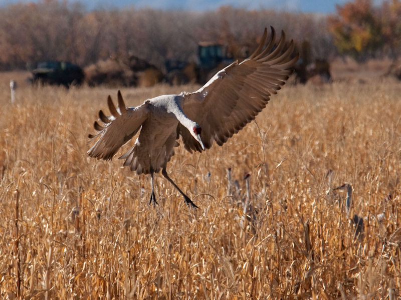  5 Crane Landing