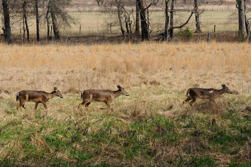 Three In A Row