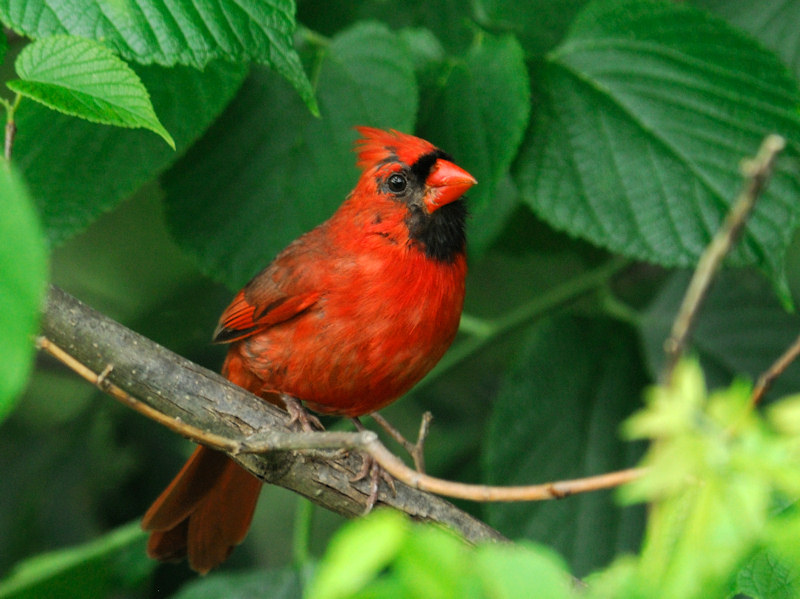 Molting 