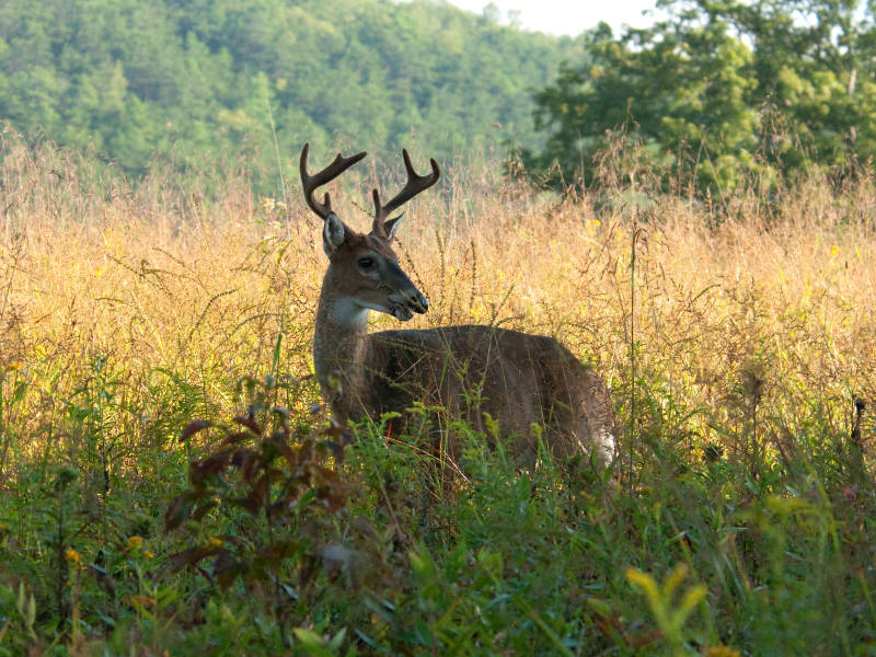The buck that hurt my leg.