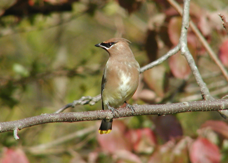 JPG CS 3Cedar Waxwing PB019729.jpg