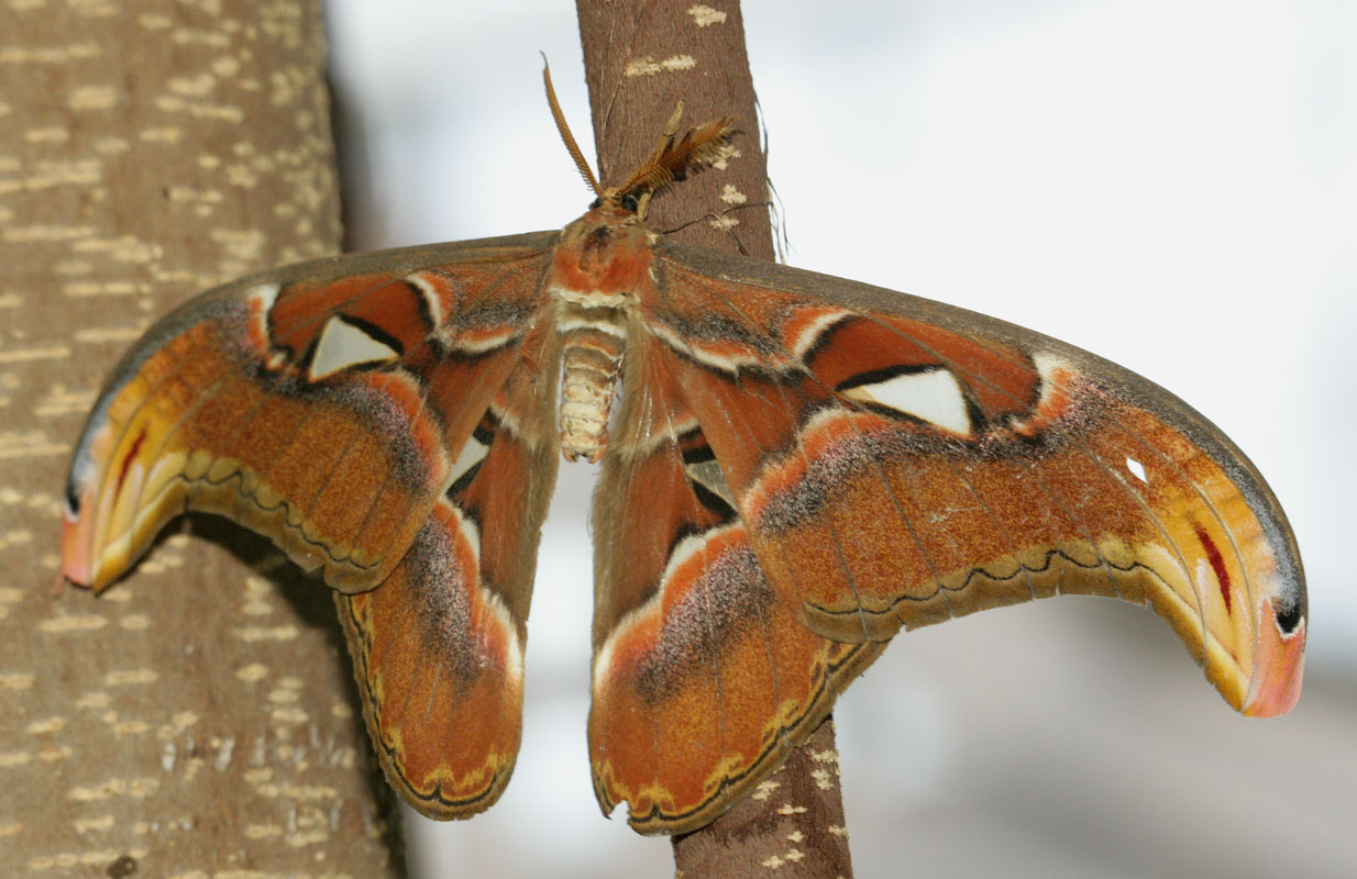 Atlas-Moth.jpg