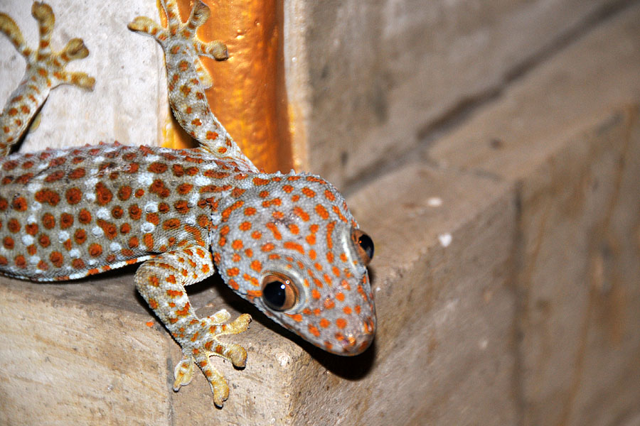 Gecko