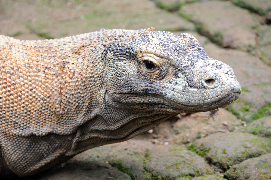 Komodo Dragaon