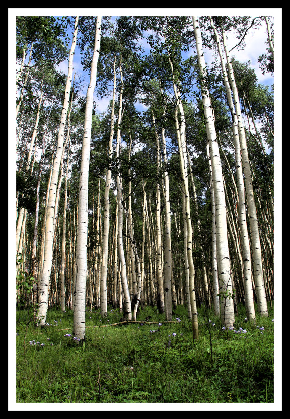 Aspen Tall Trees